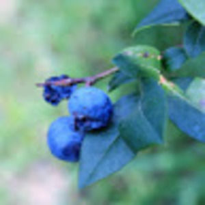 Meet your Posher, Rebekah